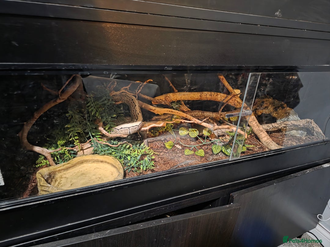 Python Snake reptiles for sale: Lovely royal python for sale.  - Advert 4