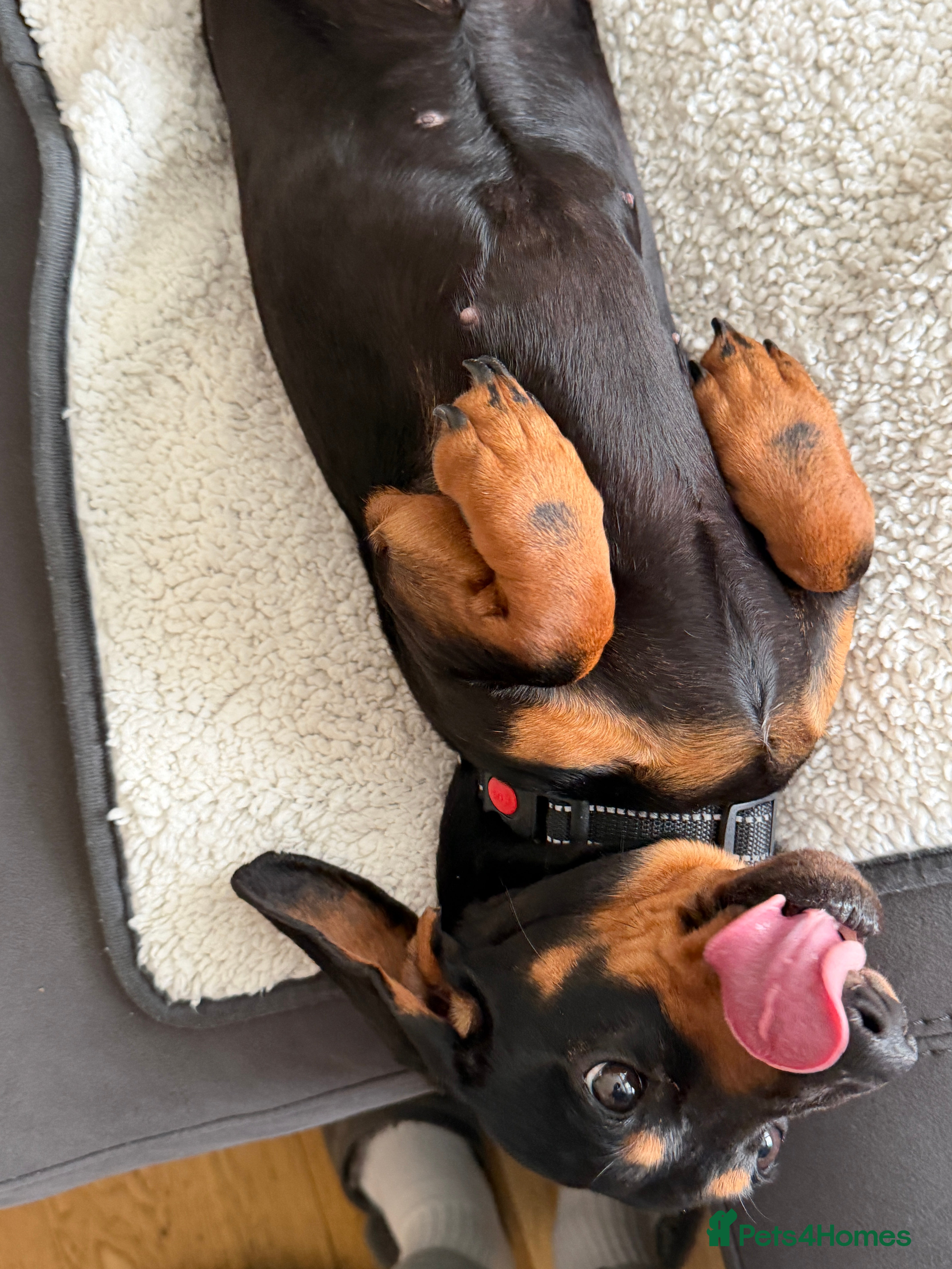 Miniature Dachshund dogs Adorable 18m old Miniature Dachshund  - Advert 1