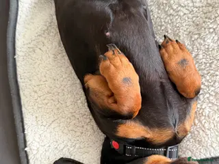 Miniature Dachshund dogs Adorable 18m old Miniature Dachshund - Advert 1