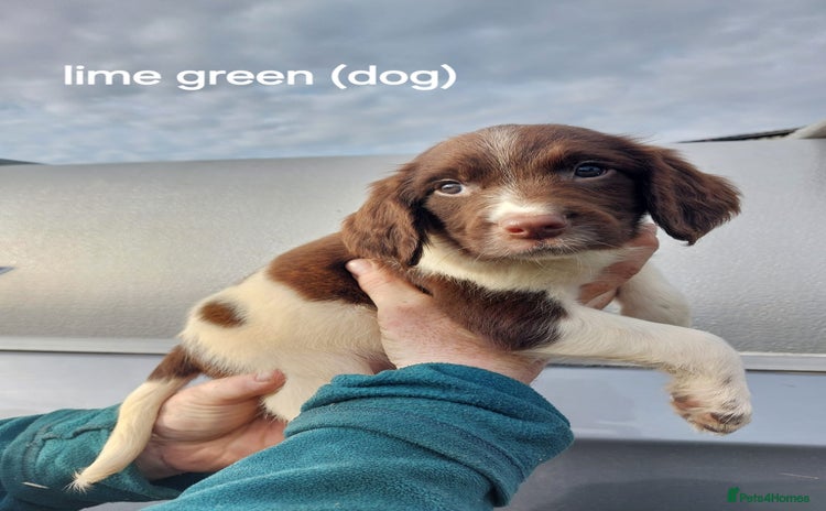 English Springer Spaniel dogs - Advert 16