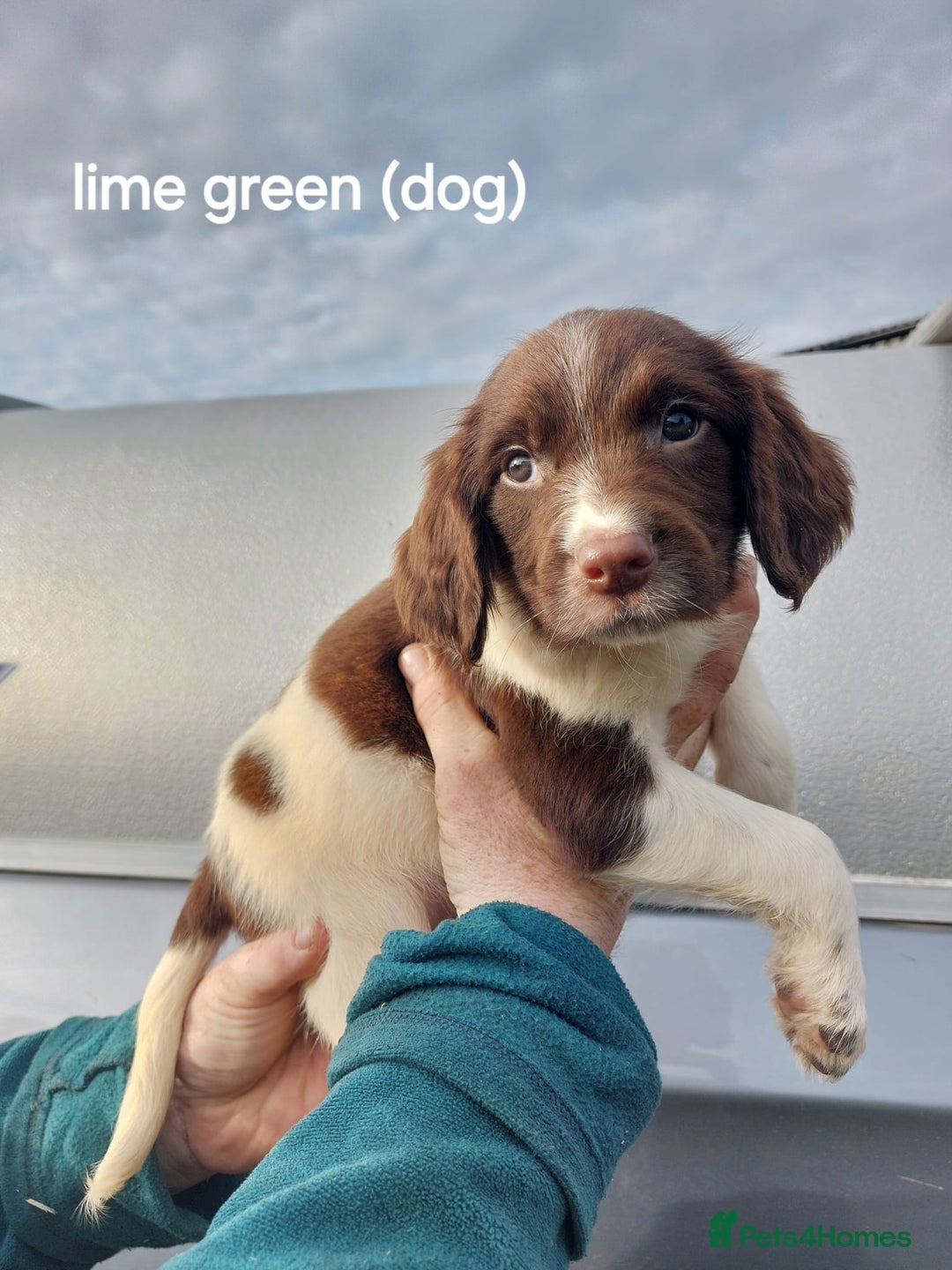 English Springer Spaniel dogs for sale: Springer spaniel pups  - Image 1