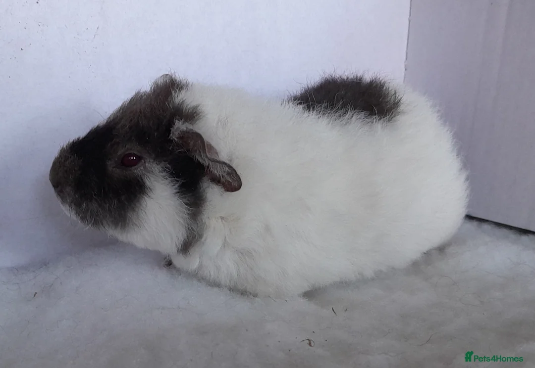 Guinea Pig rodents for sale: 2 x Teddy Guinea Pig Sows - Advert 4