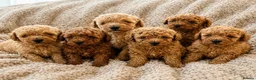 Toy Poodle dogs for sale: Toy Poodle Puppies  - Advert 2
