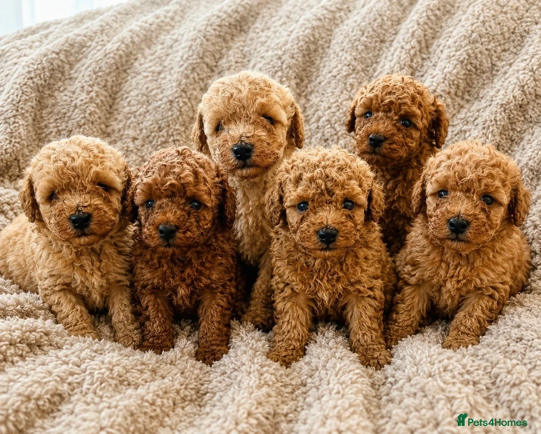 Toy Poodle dogs for sale: Toy Poodle Puppies  - Advert 2