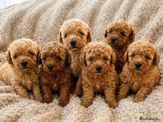 Toy Poodle dogs Toy Poodle Puppies - Advert 2