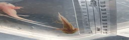 Axolotl reptiles for sale: Baby axolotls  in Peterborough - Advert 5