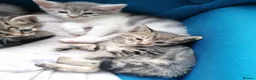 Mixed Breed cats for sale: Adorable kittens  - 8 weeks old - various colours in Chertsey - Advert 4