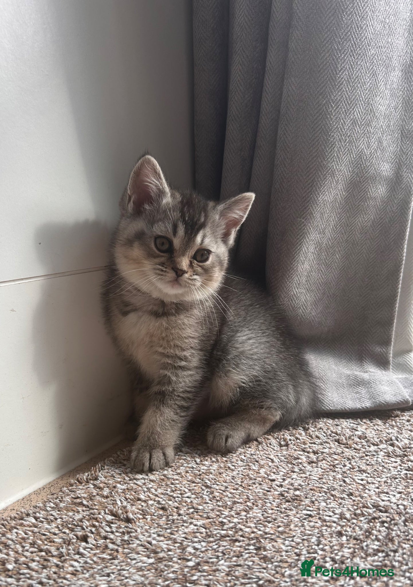 Scottish Fold cats Two little buddies looking for home - Advert 1