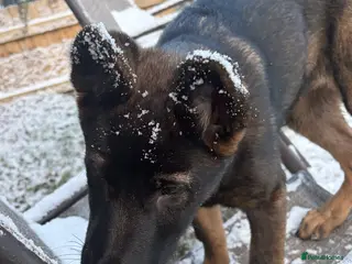 German Shepherd dogs german shepherd pup - Advert 5