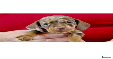 Miniature Dachshund dogs - Advert 10