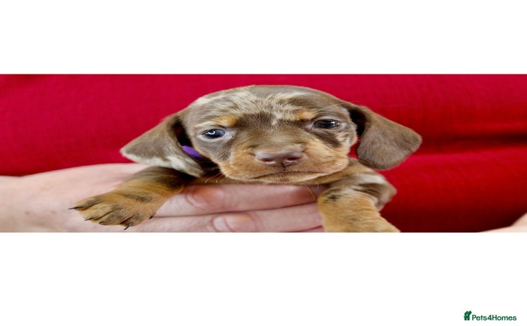 Miniature Dachshund dogs - Advert 11