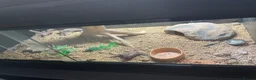 Leopard Gecko reptiles for sale: Leopard gecko  in Ellesmere Port - Advert 4