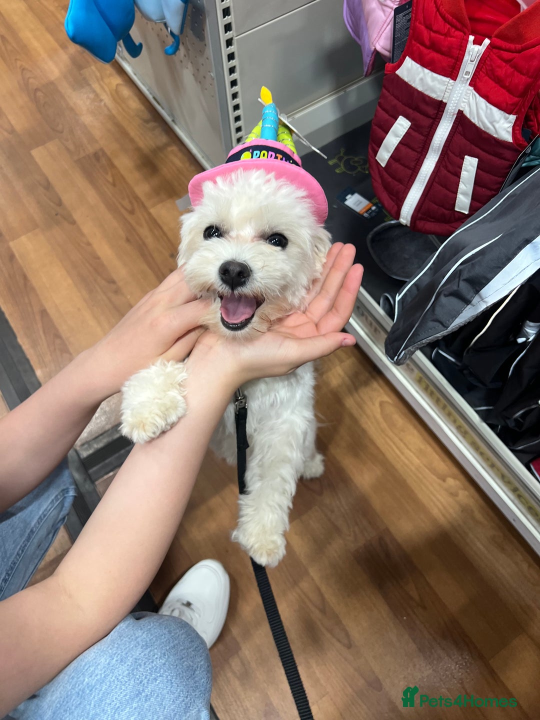 Mixed Breed dogs for sale: Bichon Maltese puppies!!! 3 girls and 1 boy!!! - Image 14