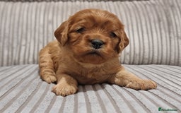 Cavapoo dogs for sale: 🎀 Beautiful F1 Cavapoo Puppies 🎀 - Image 9