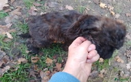 Mixed Breed dogs for sale: Adorable Whippet X Poodle puppies  - Image 6