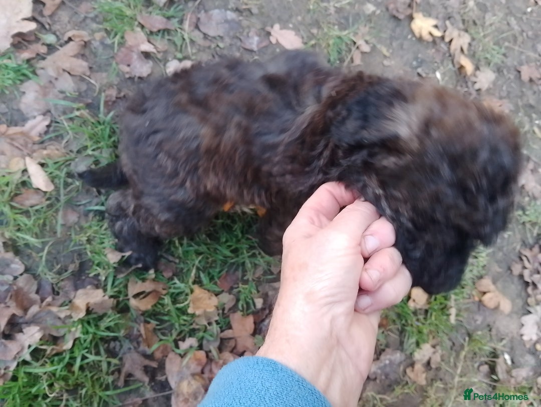 Mixed Breed dogs for sale: Adorable Whippet X Poodle puppies  - Image 6