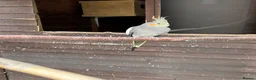 Cockatiels birds for sale: Pair of cockatiels  - Advert 5