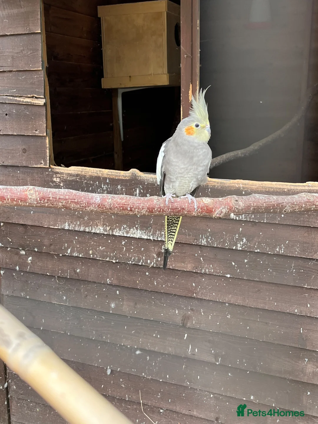 Cockatiels birds for sale: Pair of cockatiels  - Advert 5
