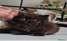 Persian cats for sale: Beautiful persian kittens  - Image 22