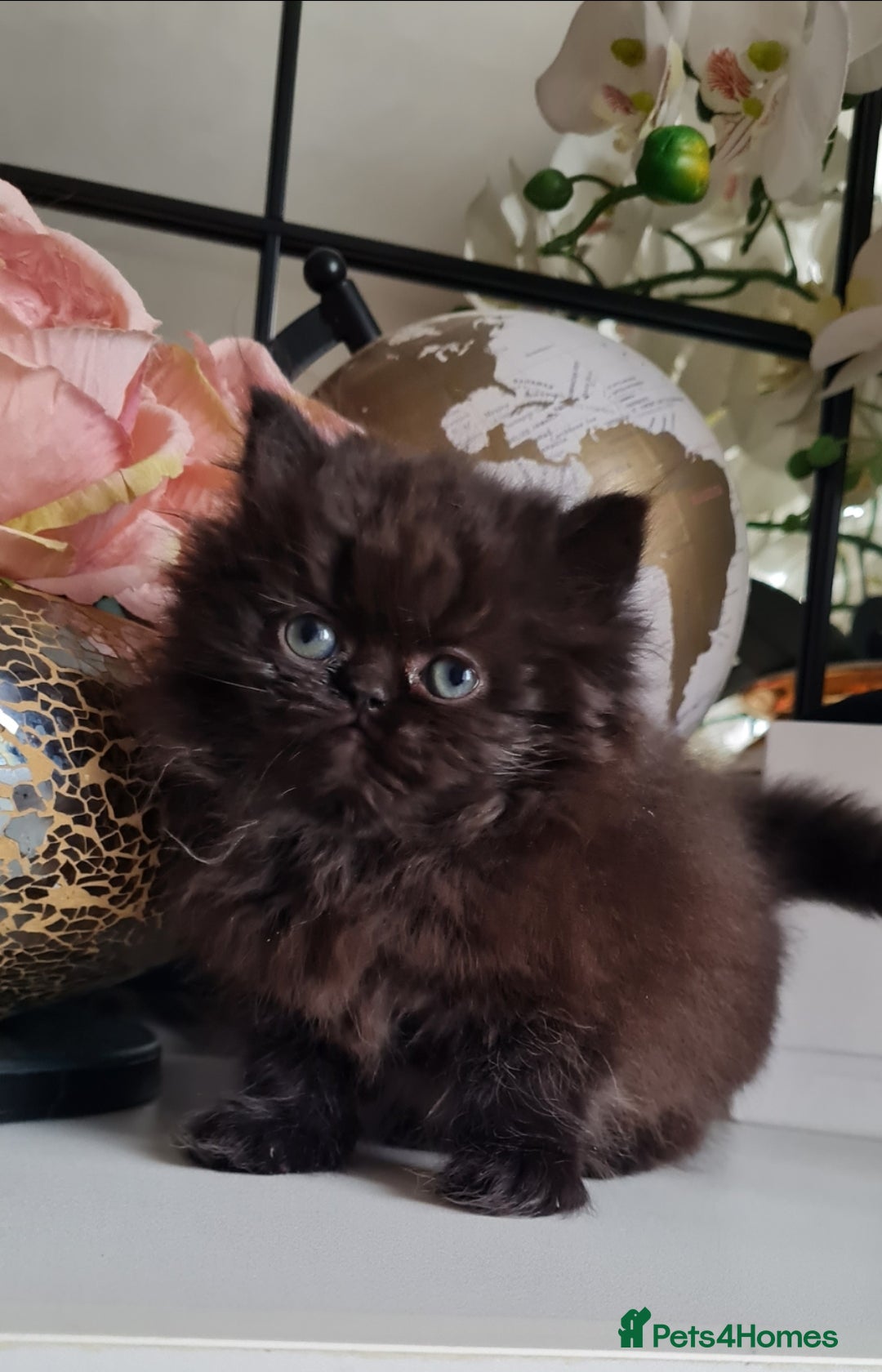 Persian cats for sale: Beautiful persian kittens  - Image 22