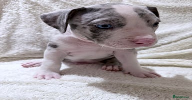 American Bully dogs - Advert 5