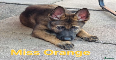 German Shepherd dogs - Advert 6