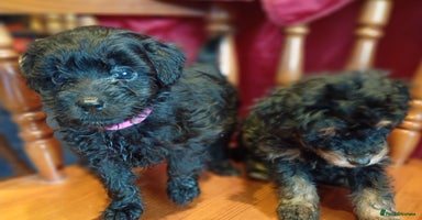 Mixed Breed dogs - Advert 6