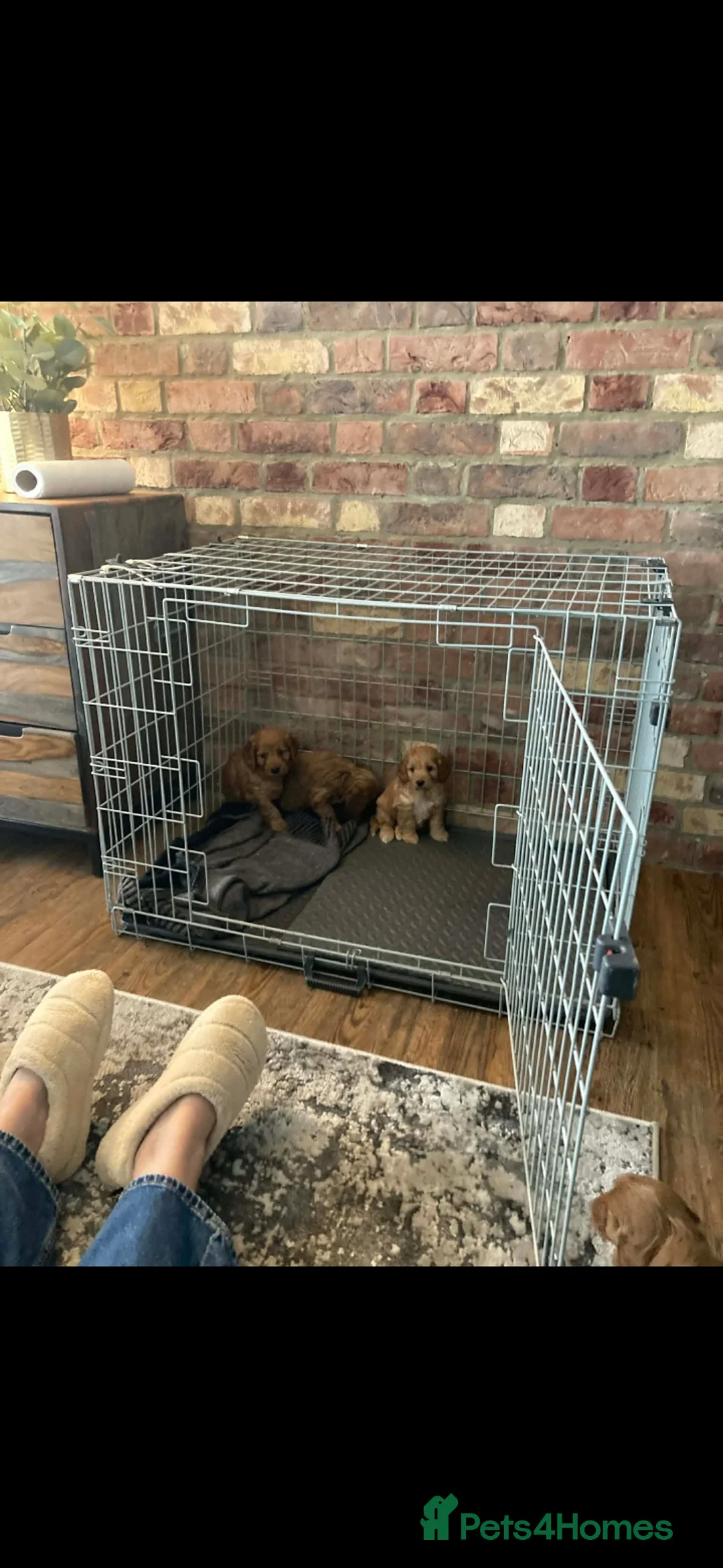 Cockapoo dogs for sale: Cockapoo puppies  - Advert 4