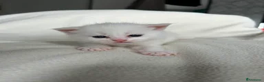British Shorthair Kitten WHITE GIRL