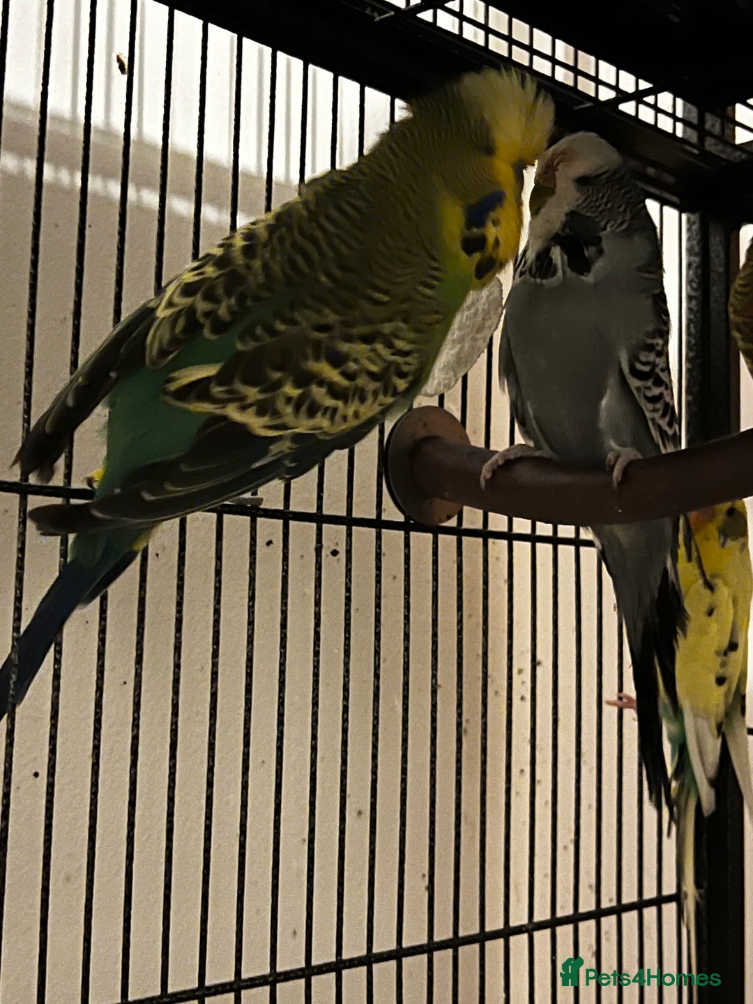 Budgerigars birds for sale: Budgies for sale  - Advert 10