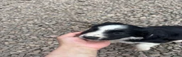 Mixed Breed dogs for sale: Black and White Sprollies 🤍🖤 - Advert 5