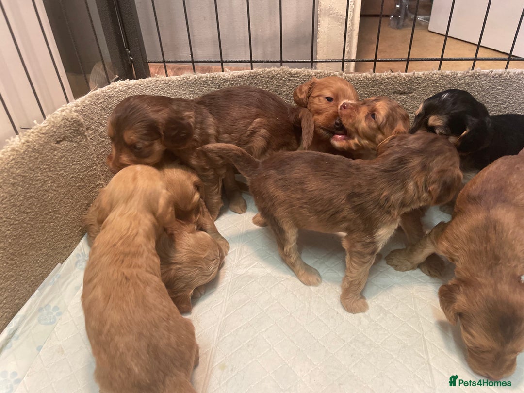 Cockapoo dogs for sale: Beautiful cockapoos - Image 11