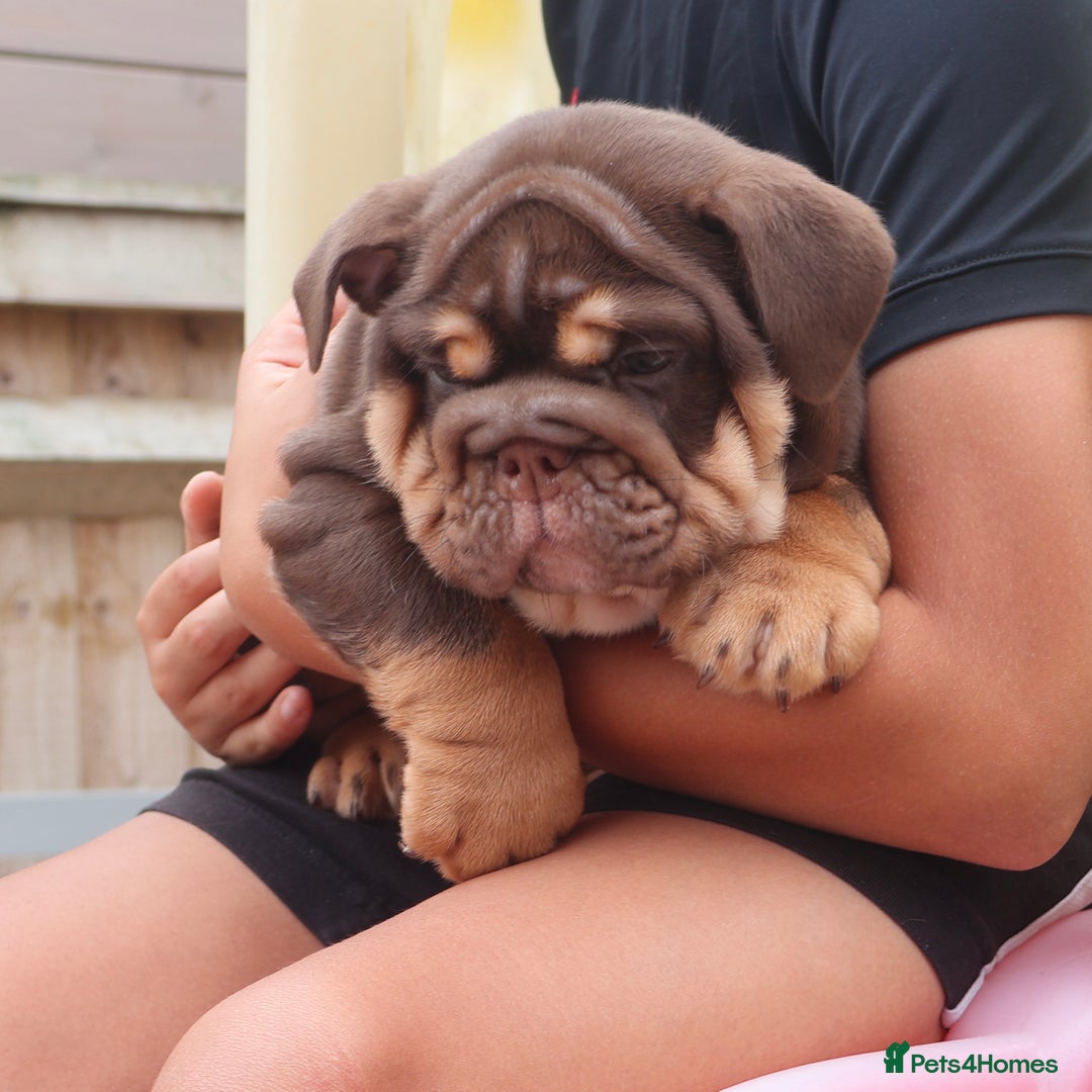 English Bulldog dogs for sale: 2 Gorgeous English Bulldog Pups 🩷 - Image 18