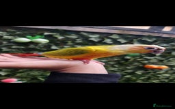 Budgerigars birds for sale: SILLY TAME BABY CONURE!  - Image 1