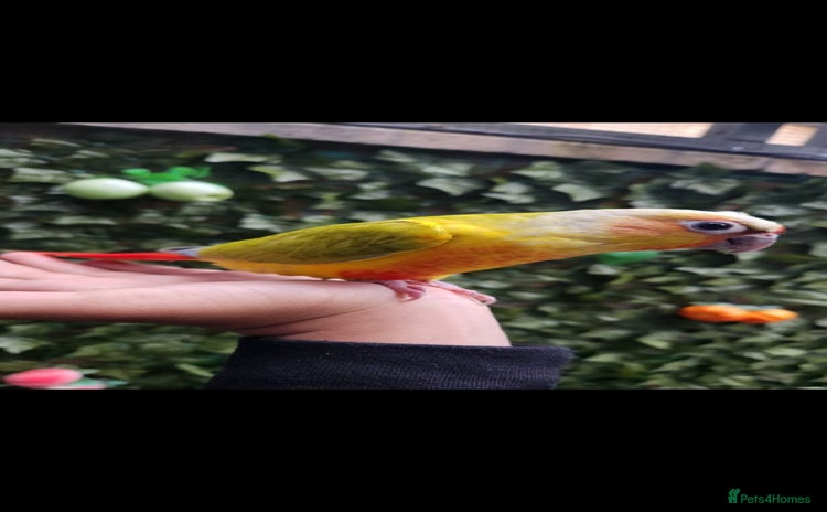 Budgerigars birds - Advert 1