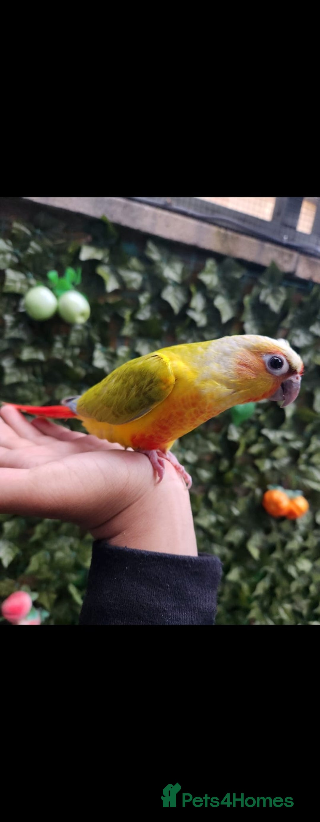 Budgerigars birds for sale: SILLY TAME BABY CONURE!  - Image 1