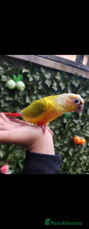 Budgerigars birds - Advert 1