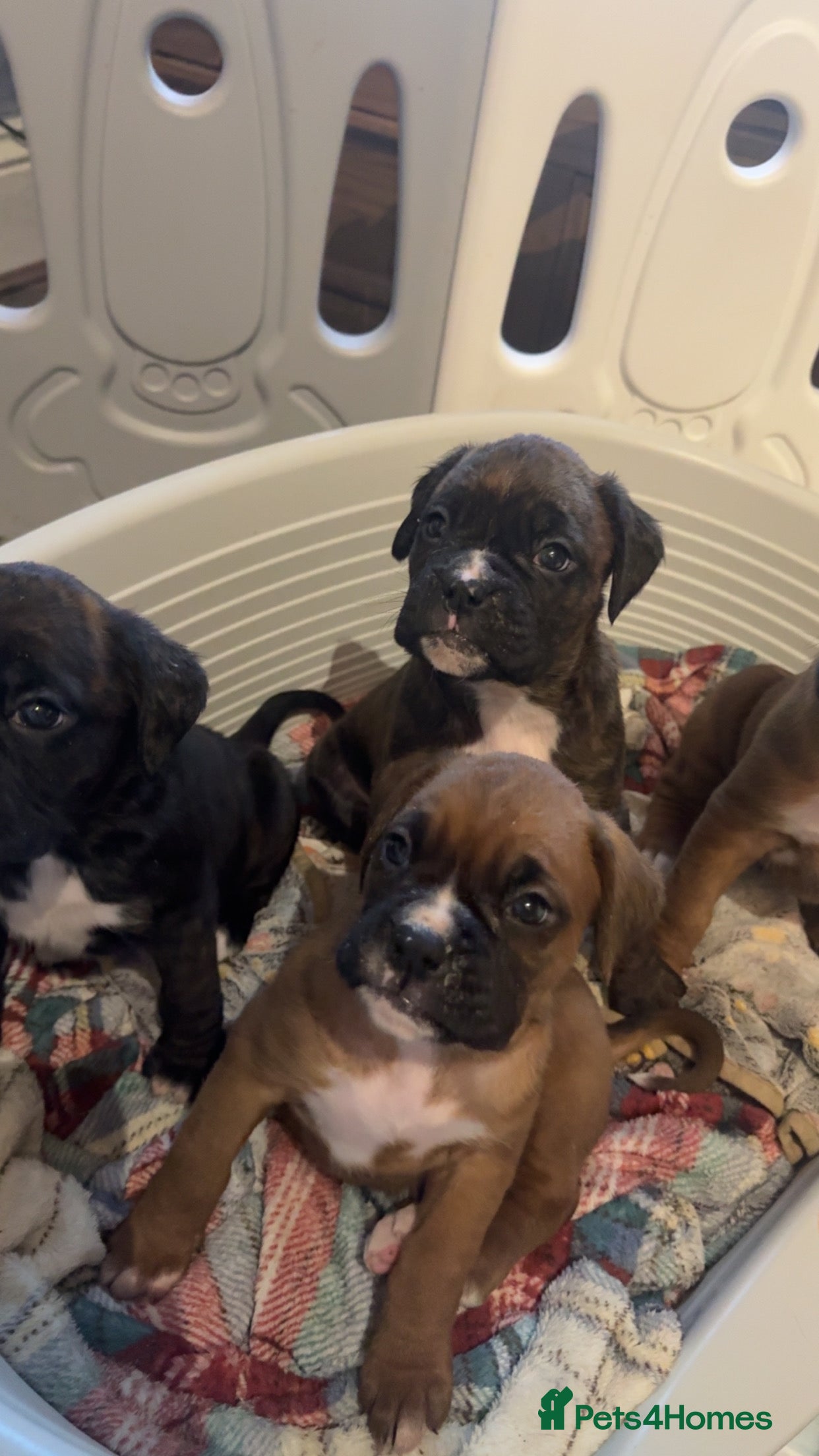 Boxer dogs Beautiful litter of 6 Pedigree Boxer Puppies  - Advert 6