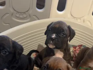 Boxer dogs Beautiful litter of 6 Pedigree Boxer Puppies - Advert 6