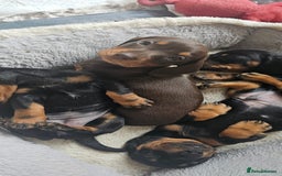 Miniature Dachshund dogs for sale: Puppy 1 boy Black & Tan  - Image 13