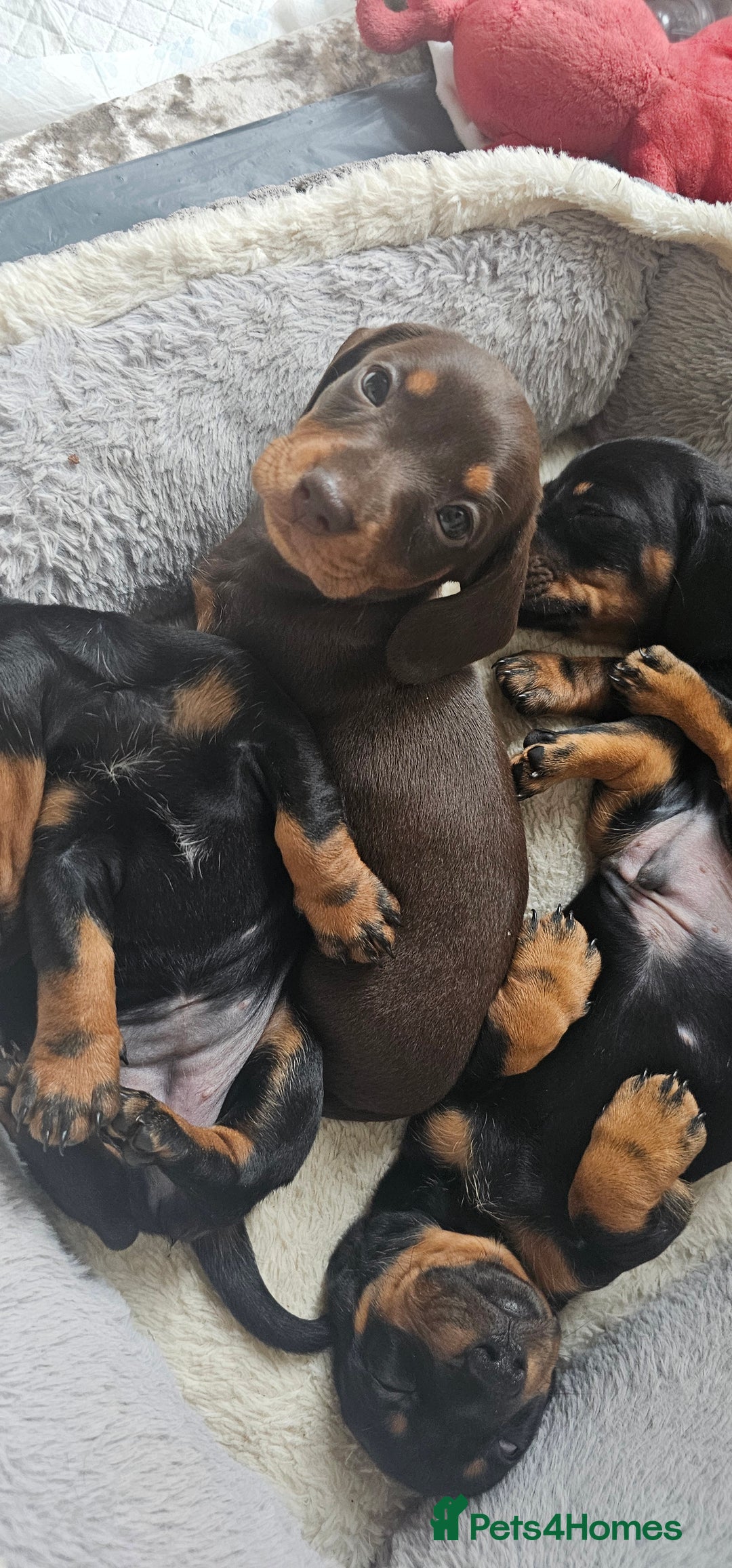 Miniature Dachshund dogs for sale: Puppy 1 boy Black & Tan  - Image 13