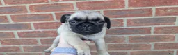 Pug dogs for sale: Pugs Puppies for sale - Advert 14