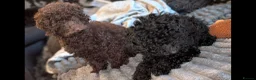 Labradoodle dogs for sale: 🐾Quality F1BB Fluffy Mini Labradoodle Pups🐾  - Advert 29