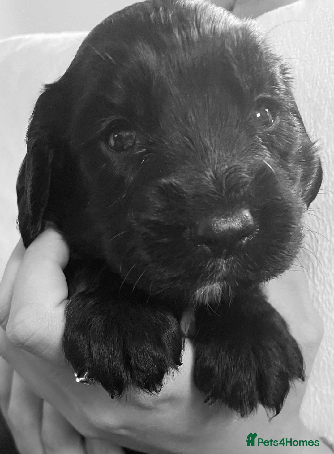 Sprocker dogs for sale: Adorable sprockers  - Image 28