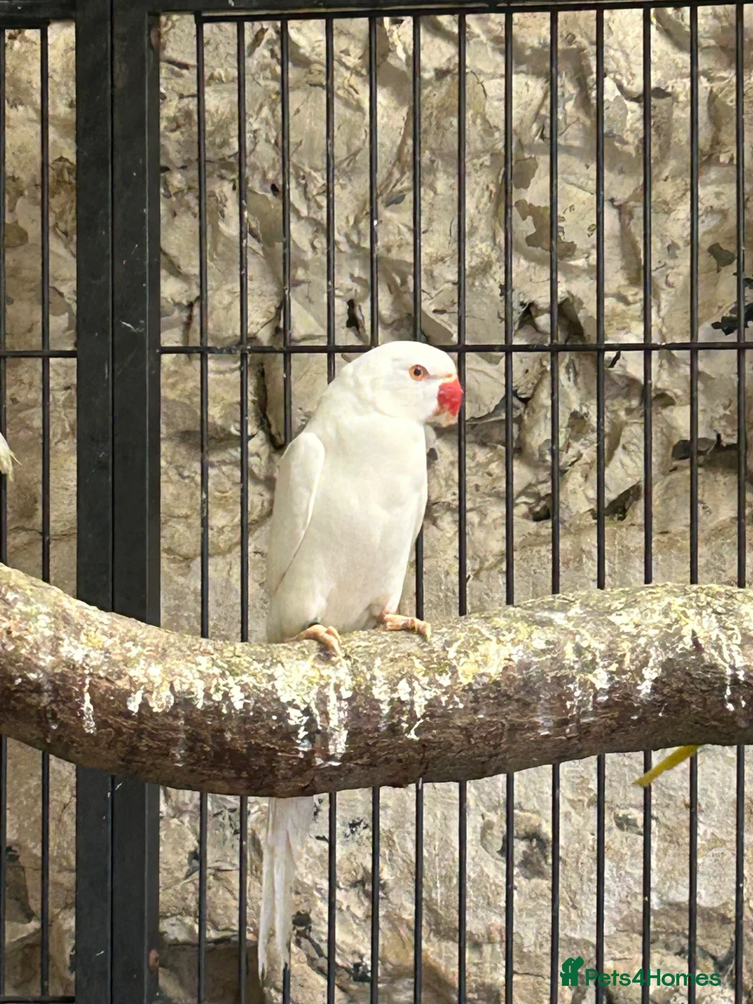 Ringnecks birds for sale: Indian Ringnecks  - Advert 8