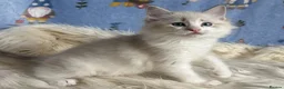 Ragdoll cats for sale: 🐾 Beautiful Ragdoll Kittens for Sale 🐾 - Advert 9