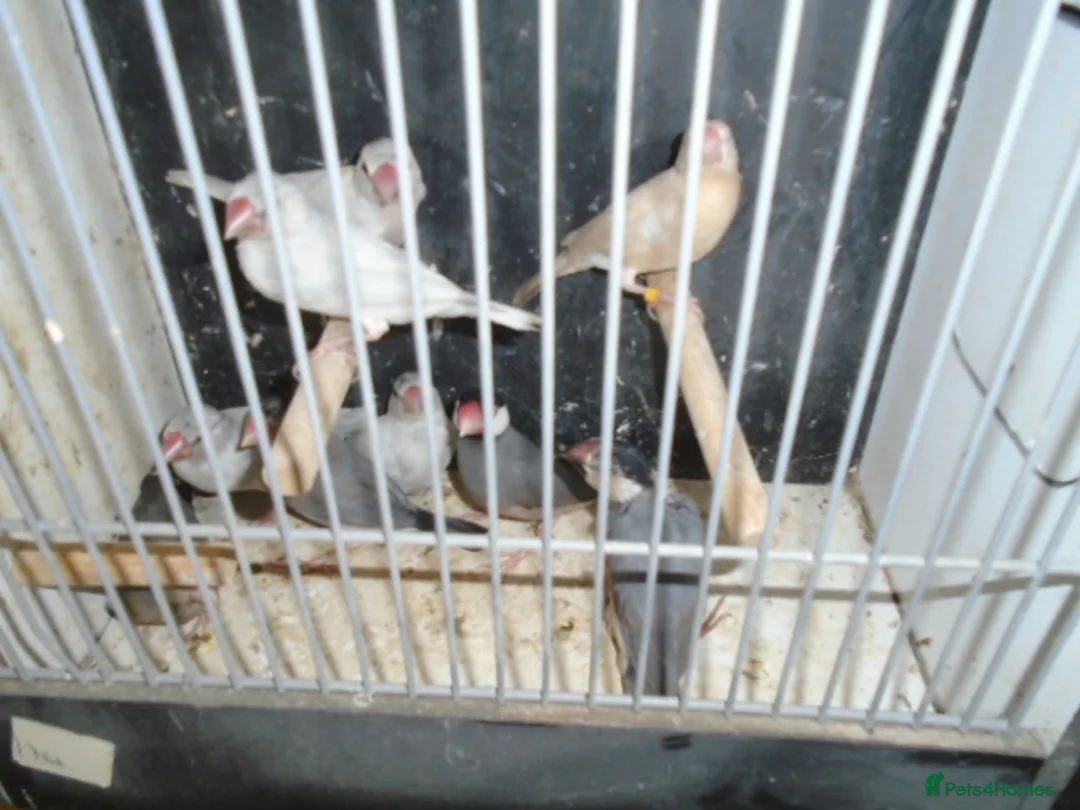 Finches birds for sale: java sparrows for sale in Southsea - Advert 2
