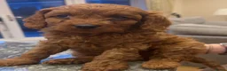 Cavapoo dogs for sale: Health clear F1 Cavapoo boys - Advert 7