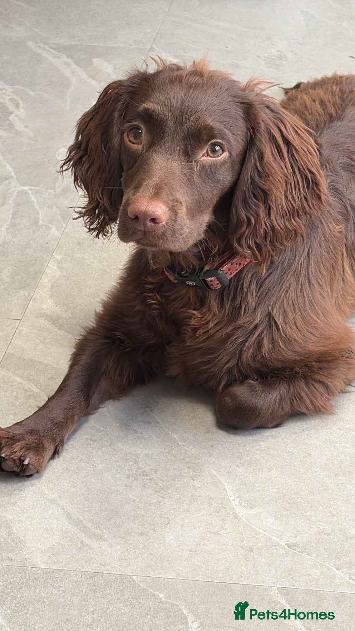 Cocker Spaniel dogs Working cocker female  - Advert 1