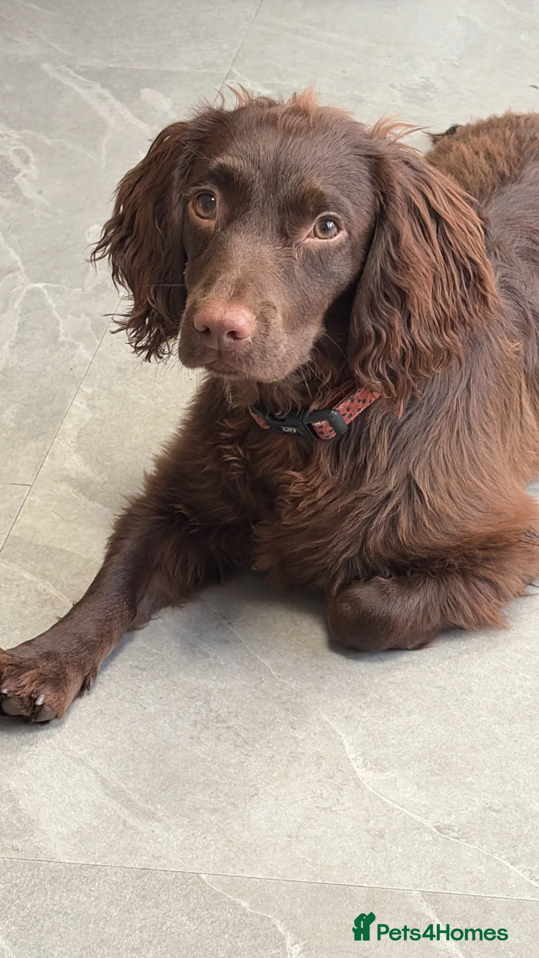 Cocker Spaniel dogs for sale: Working cocker female  - Advert 1